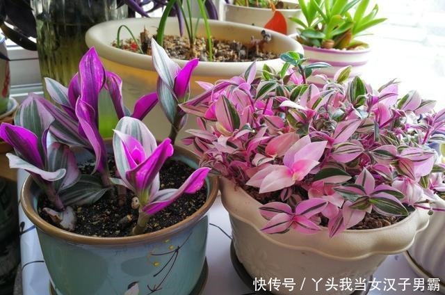 又一网红植物翻车，价格从一盆30到9.9，目测还能再低点！