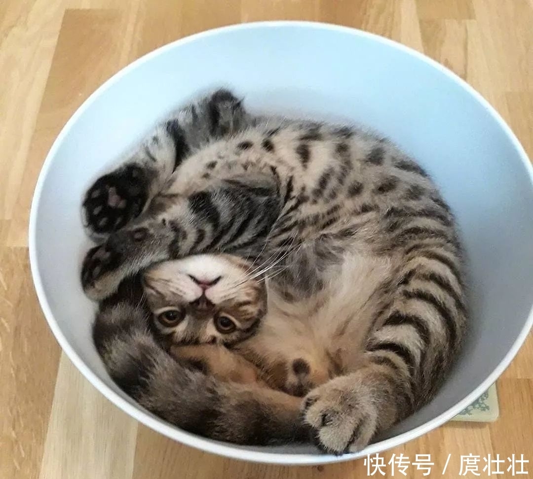 一大|这里有一大波新鲜的猫饼,有人想要的吗?