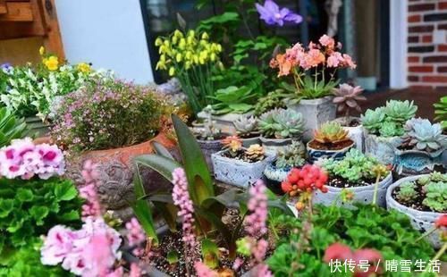 果皮|自制肥料难不难?有着20年经验的养花人:懂“这2样”就够了