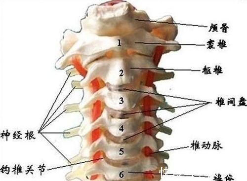 克星|颈椎病的克星:聊聊颈椎那些事,让颈椎病从此和你说拜拜!