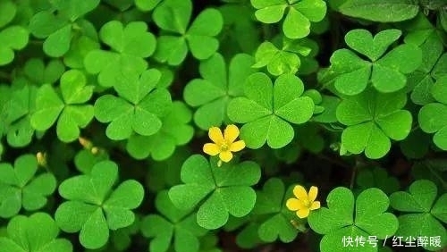 小时候总在四处寻找的幸运草,这次总算可以全部带回家了