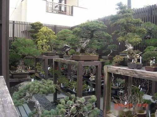 如何挑选好的盆景