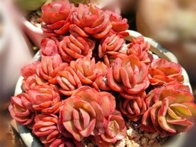 这三种红色系多肉,颜色鲜艳,十分好养,有的还很爱生娃娃