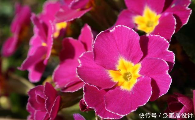 春天不建议买5种花，看不了几天花，夏天还容易死，白花钱