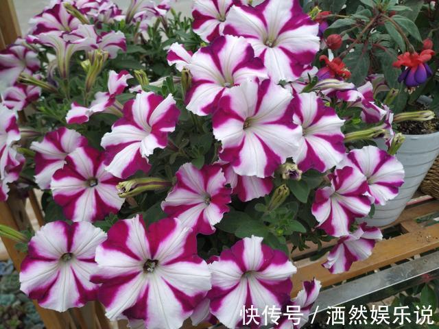 草木灰|不花钱的“肥料”遍地都是，捡回家养花，花盆抓一把，砰砰开爆盆