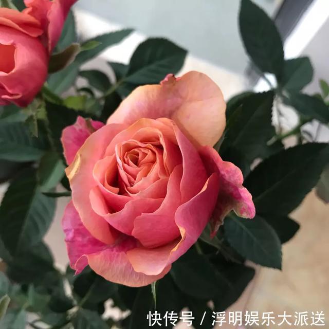 花友|淘米水啤酒水,真不如这种水,养花一绝,浇一盆旺一盆