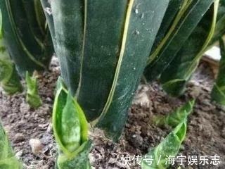 打开虎皮兰这个神秘机关,疯狂冒芽摁不住,简直把盆撑炸!