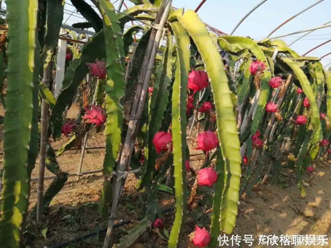 花花|大粗杆插土里,7天生根,当年结果压弯枝,不用买水果了!