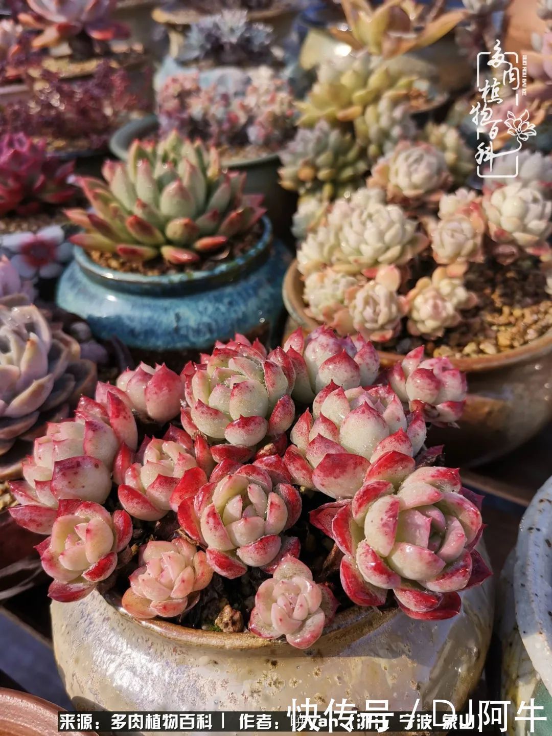 入多肉坑八年,始于初心,一切但求无愧于心