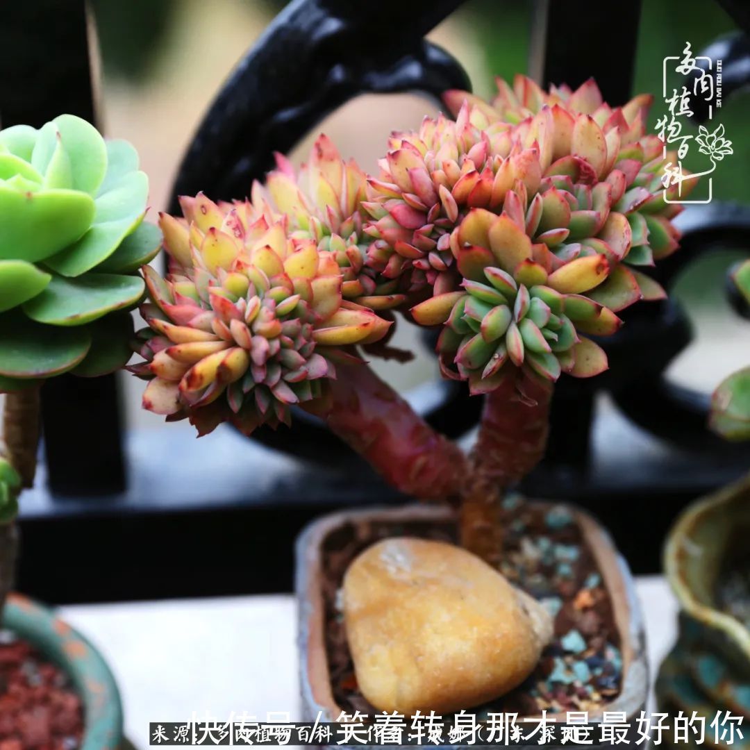 曾经的美肉，谢谢你们都惊艳过时光，谢谢你们都陪过我！