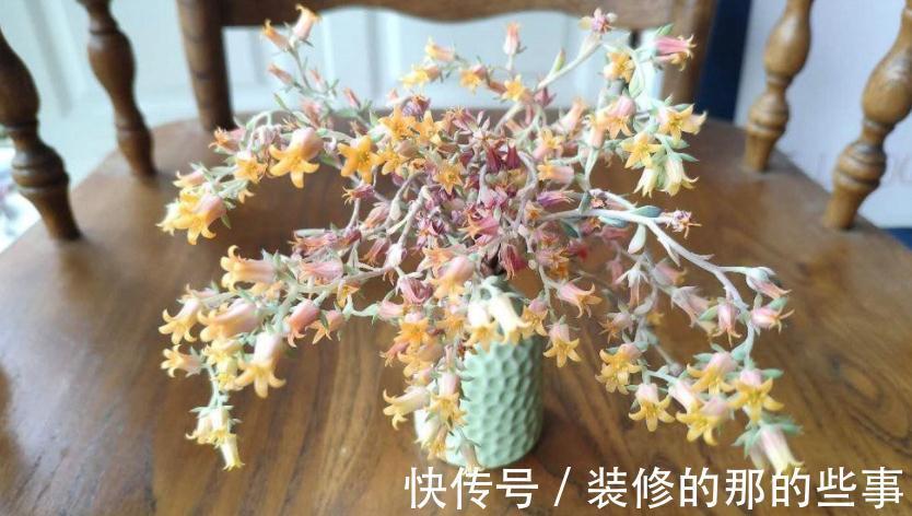 多肉长花箭算不算正常,该怎么处理?