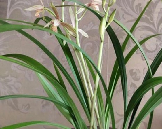 养殖小经验兰花长得好不好，不用羡慕别人啦，手把手教你养爆盆