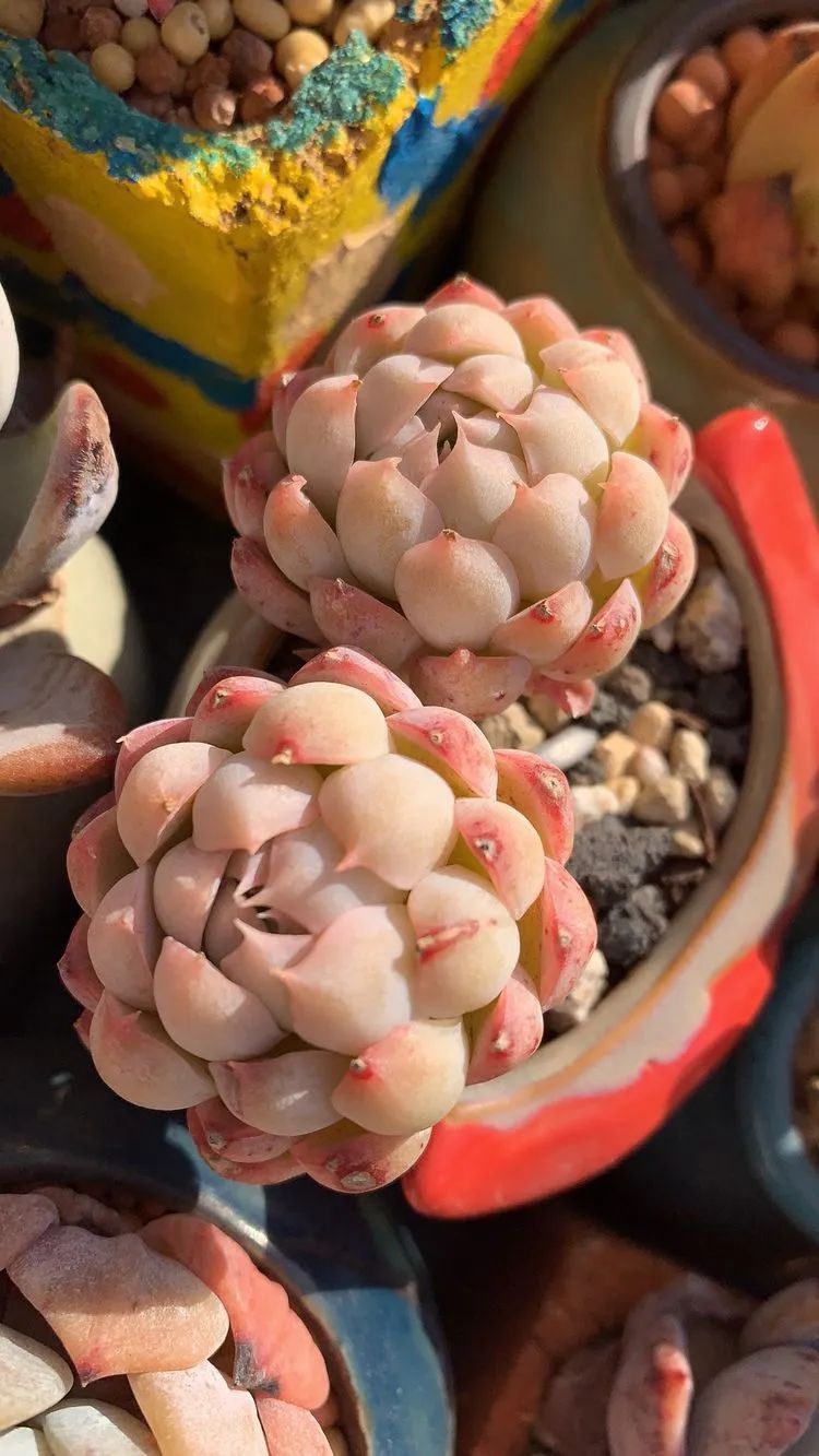 半年时间,多肉从3盆发展到600盆,入坑切莫太心急!