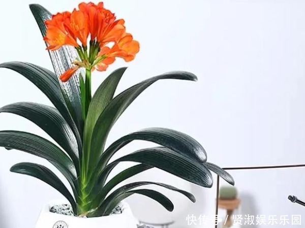 朱顶红|这4种花“旺财旺运”,年后赶紧养一盆,下半年“好运”全靠它!