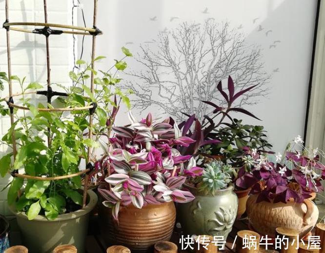 新手养婚礼油画吊兰,学会浇水技巧,叶片靓丽浪漫极了