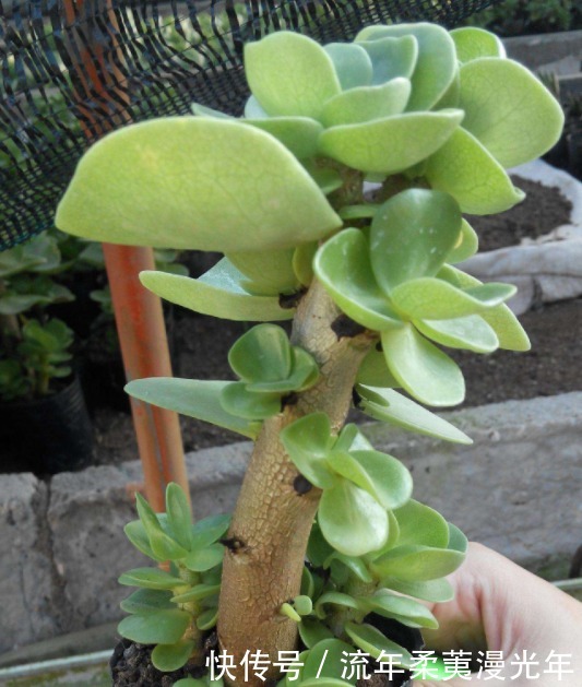 盆土碱性大教你“1招”,轻松调节酸碱度,养任何花都事半功倍