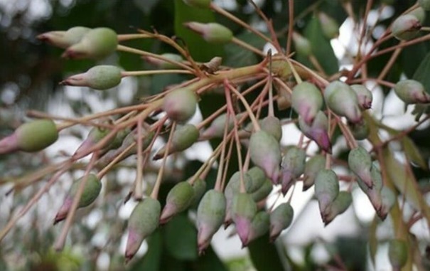 传说中的“彼岸花”、“断肠草”，在现实中，是否真实存在呢