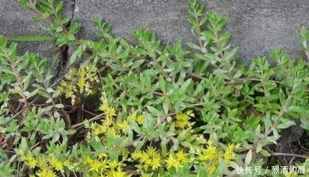 鼠牙|它是如此的珍贵,若长在你家路旁,赶紧移栽家中,小心被别人挖走