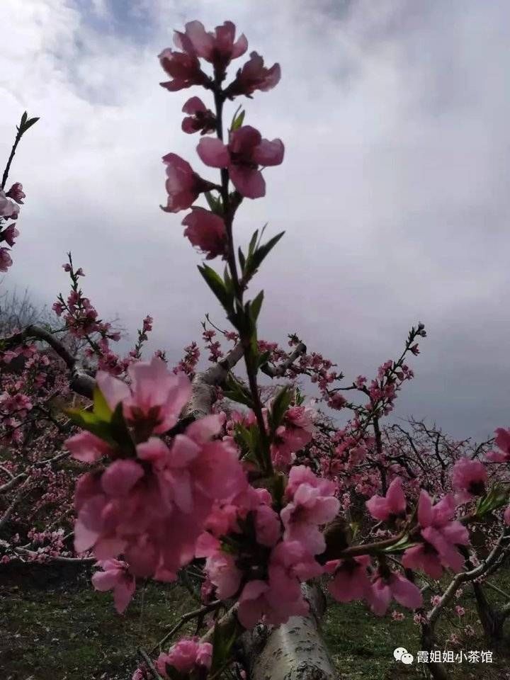 花开，莫错过归期