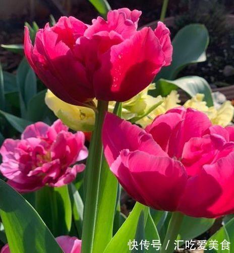 月季花|农历十一月大雪过后,养什么花?家里养3种花,春满人间百花吐艳