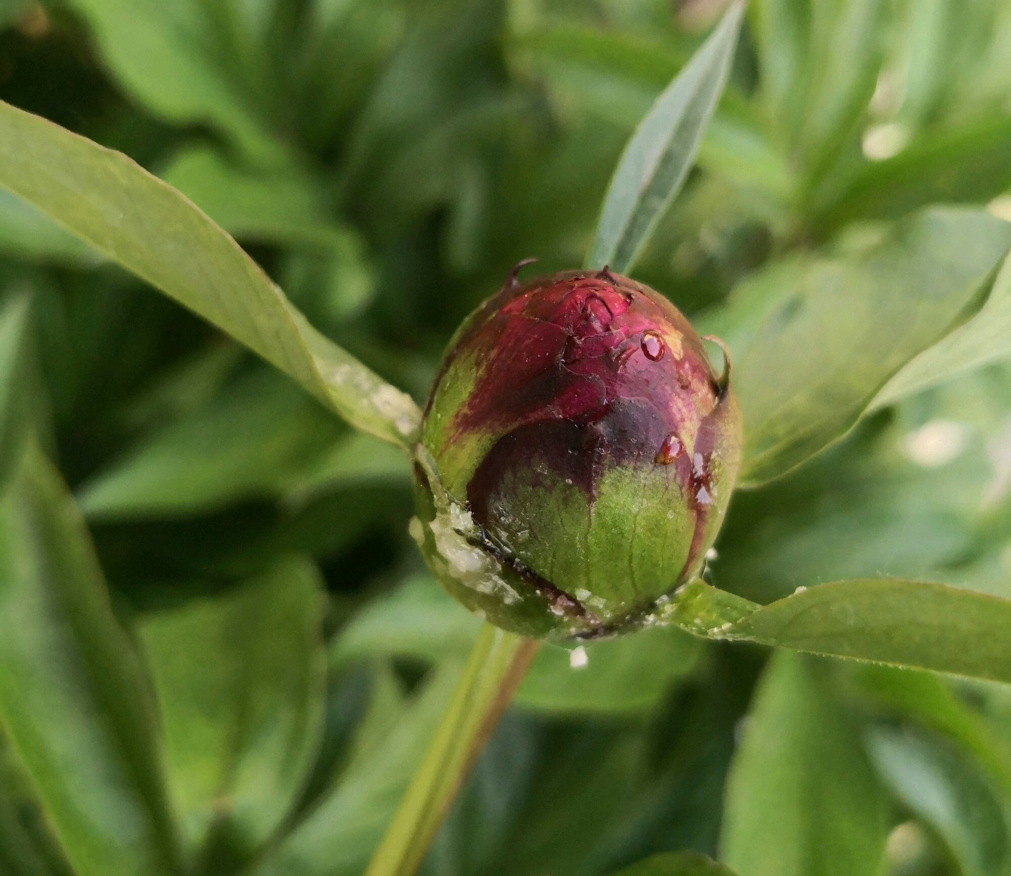 芍药花和牡丹傻傻分不清楚芍药的花苞很大就是不开花怎么办呢