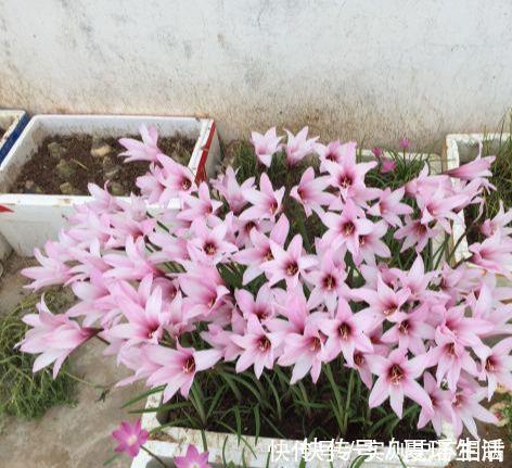 泼辣的“胖美人”10块钱买“一堆”,狂风暴雨后,妖艳花满地