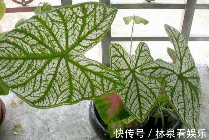 绿豆瓣|空调房养花难选对了花就容易，推荐“这三种花”，随便养都爆盆