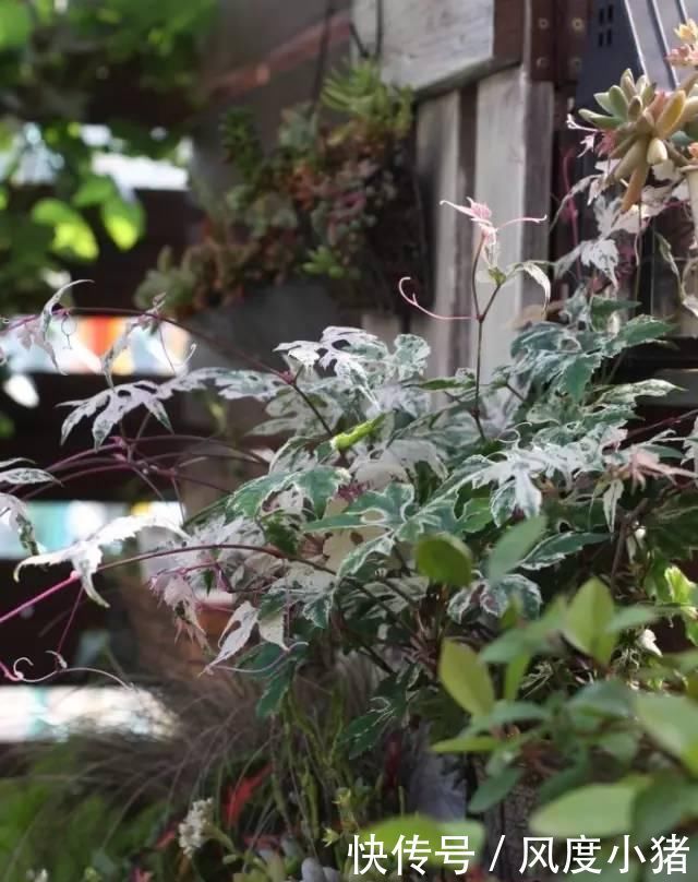 种植|家里有院子不如搞个种植池,这几样植物推荐给你