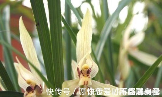 养兰花牢记“2勤、1控制”，即使养在塑料桶里，也能满盆冒花苞！