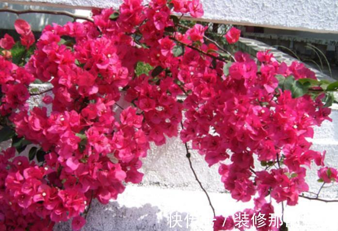 绕道|5种漂亮花，南方随便养开满枝，北方朋友请绕道，易黄叶长不好