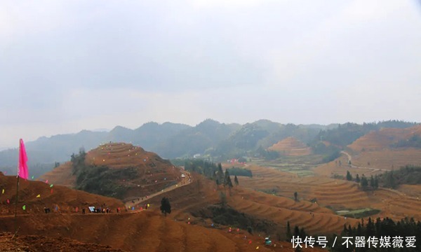 太仙了！古蔺竟然还藏着这样一片“世外茶园”