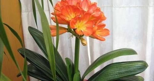 植物|养花养叶先养根掌握4个'壮根'小窍门，啥植物都能越养越好