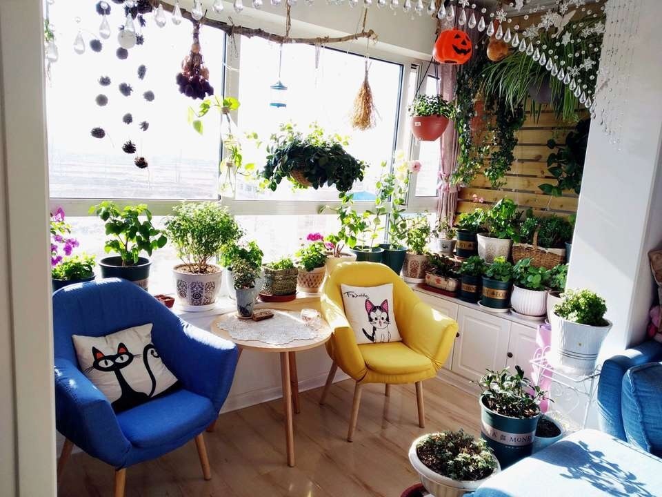 不要只用“淘米水”，3种水“喷1喷”，不招虫无异味，养啥旺啥