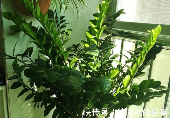 养殖|室内盆栽：金钱树、长寿花的养殖方法