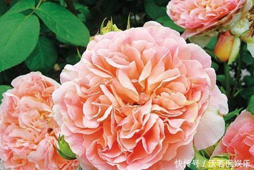 戴尔巴德|喜欢月季,就选“优良名品”戴尔巴德,花型丰满,丰腴婀娜!!