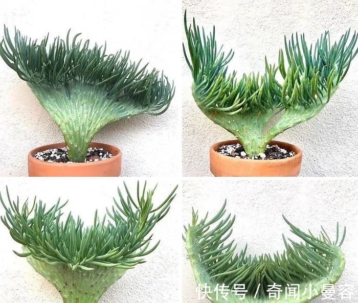 漂亮|20个难得一见的多肉植物,每一个都漂亮极了