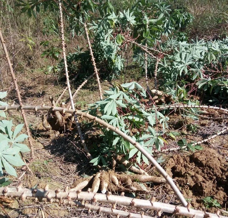 家门口的有毒花,千万别乱碰,有小孩的注意!