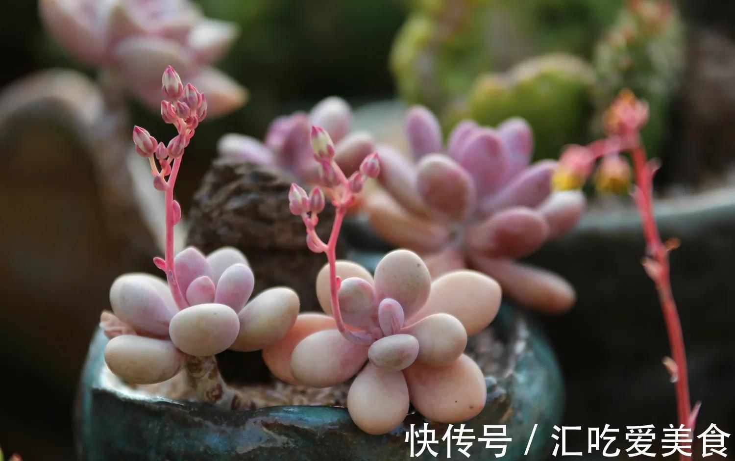 花友养多肉,都会遇到两大难,简单三步走,叶肥又鲜艳