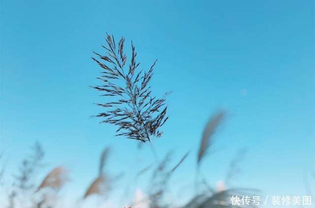 济南黄河大桥附近的芦苇荡已迫不及待地等你去打卡