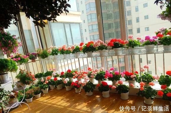 品种|为了养花，她花了3年时间，把家改造成了一个漂亮大花房，太惊艳！