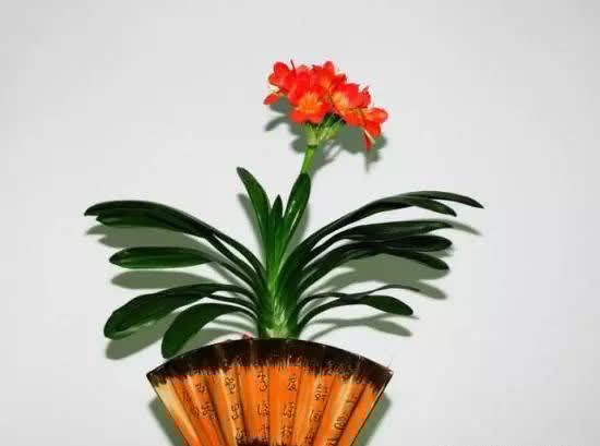 君子兰没有根能栽活吗,三个步骤教你如何栽好君子兰!