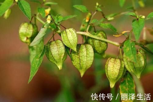 野果|虽是野果，却能消炎、降压、止咳化痰、清热解毒，吃起来也香甜