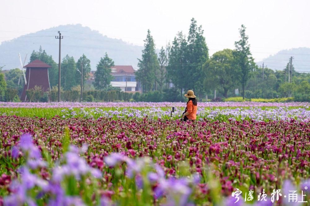 百亩五彩鸢尾花开 装扮甬城初夏 图 粉紫色