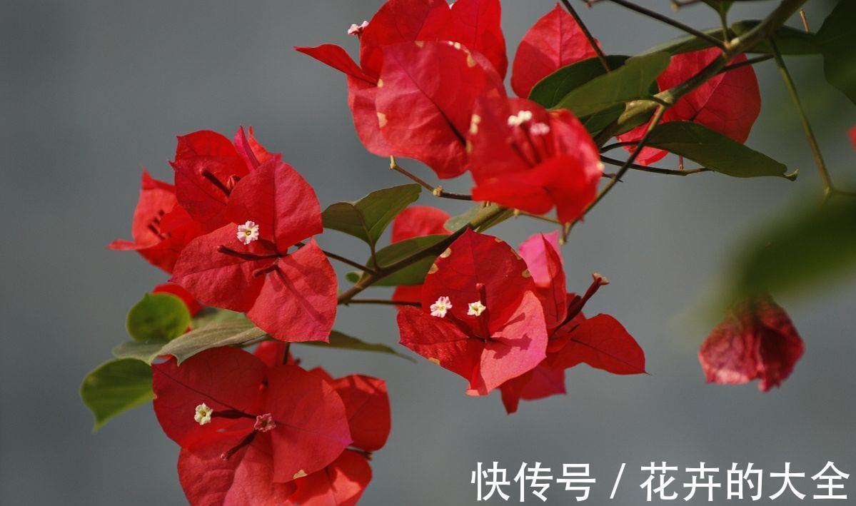 板结|八月养三角梅,勤做4件事,再次开成大花球