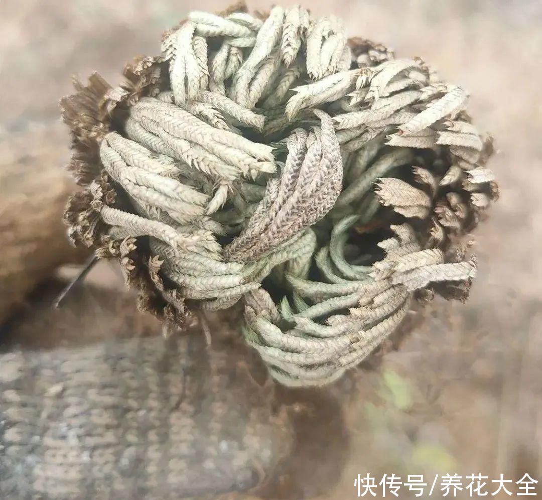 耐旱|10种“养不死”的花，绿萝只能排最后一名，养死3种以上的举手