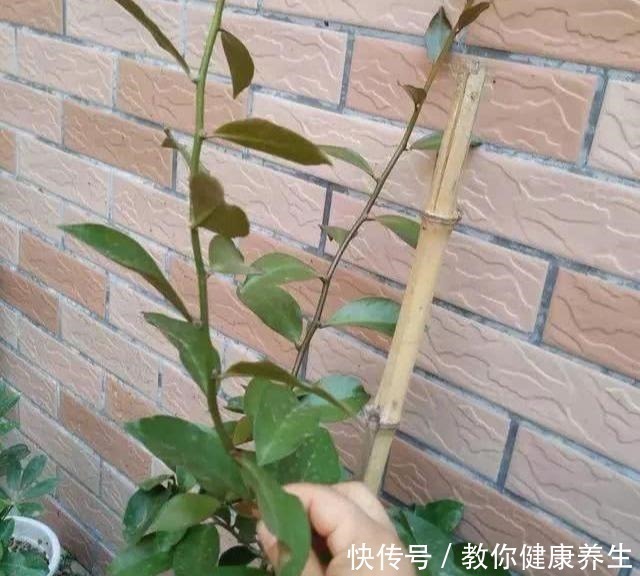 木麒麟|叶仙嫁接蟹爪兰，长到比人高，花开千百朵，一个弱点“毁所有”！