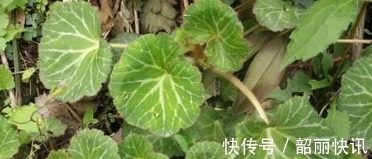 冻疮|路边这长相似“耳朵”的草,你认识么?中医说它对治疗冻疮有奇效