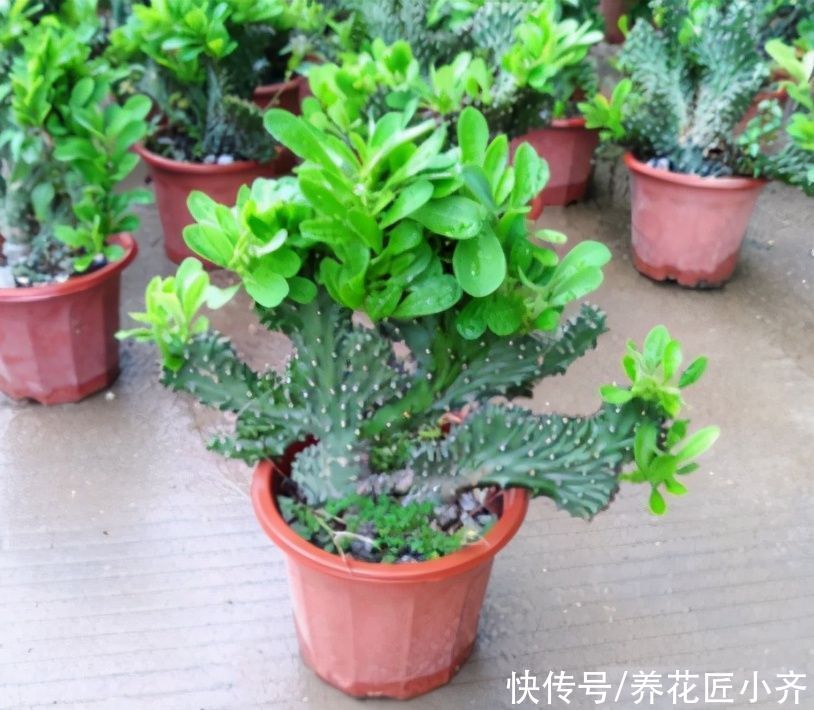 植物|两种长得像“山峰”的盆景植物，不要再认错了，不然让人笑话