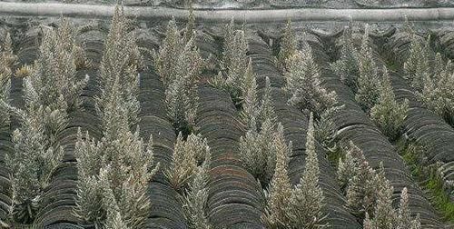 多肉植物|老家屋顶上若有“这种草”，可是“福气”，小心留着，很珍贵