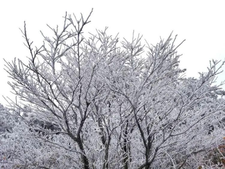 今冬|美翻了！金华美成了冰雪世界，今冬第一波雾凇来，这波美景就在......